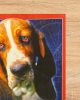 Kutya mindent tudó - Steven Reddog